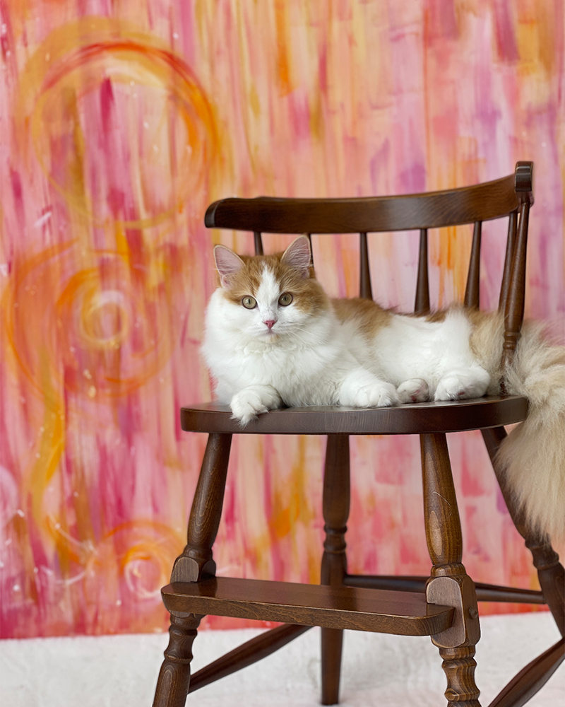 椅子に乗る猫の写真